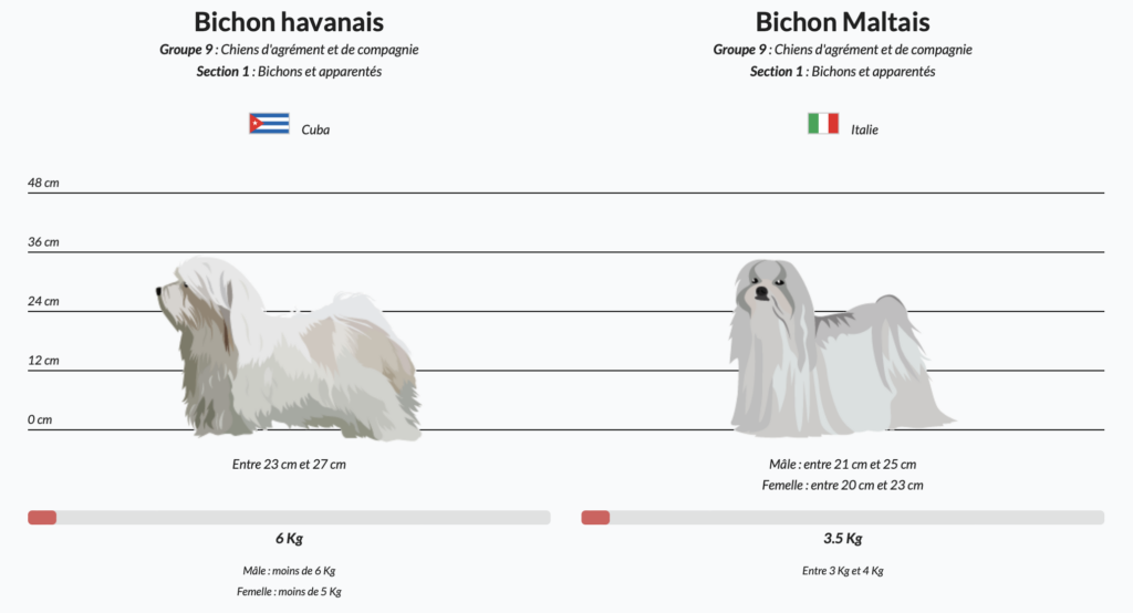 Les différences entre le bichon havanais et le bichon maltais - friends for pet